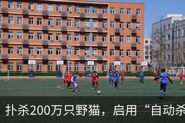 扑杀200万只野猫，启用“自动杀猫机”，对家猫“宵禁”……澳大利亚为什么不肯放过野生“哈基米”？